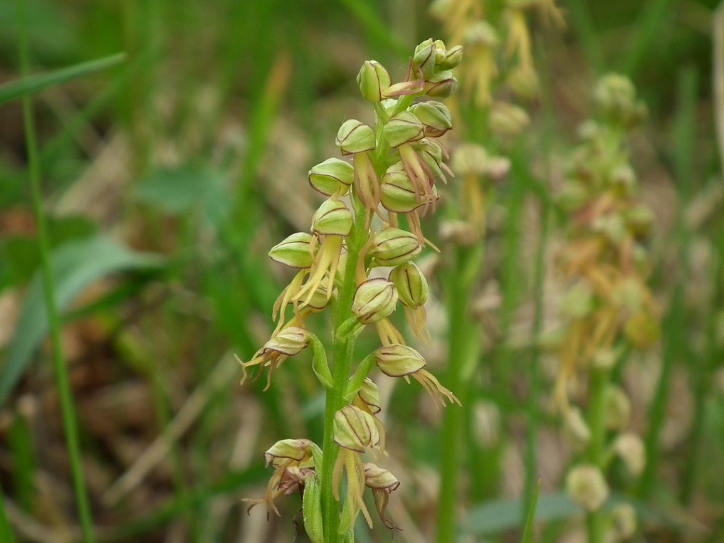 Orchis anthropophora